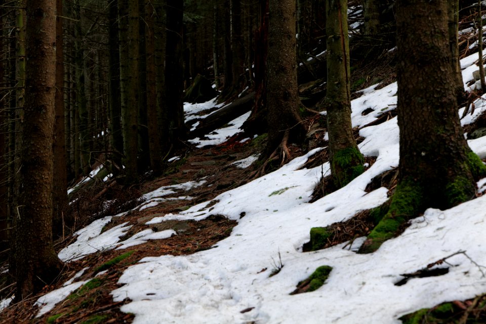 Trail on Hoher Ochsenkopf 2020-03-15 98