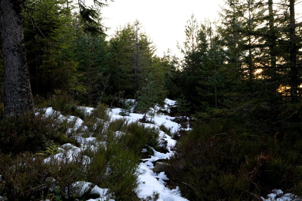 Trail on Hoher Ochsenkopf 2020-03-15 123