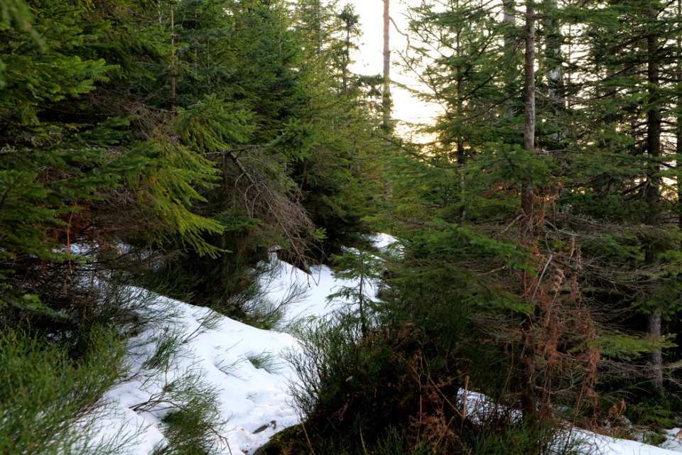 Trail on Hoher Ochsenkopf 2020-03-15 112