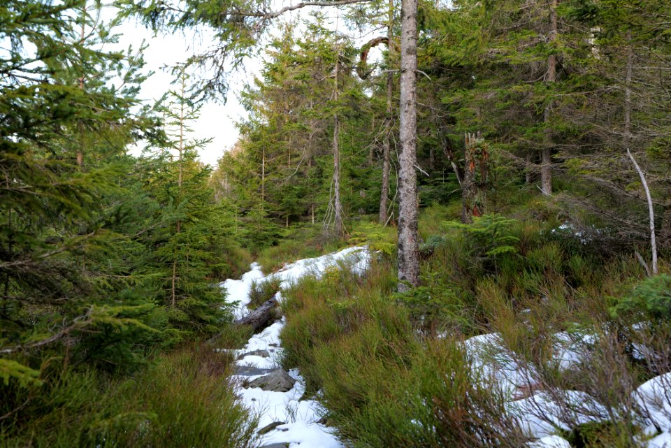 Trail on Hoher Ochsenkopf 2020-03-15 119