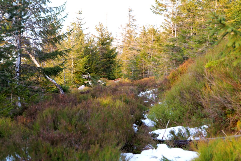 Trail on Hoher Ochsenkopf 2020-03-15 132