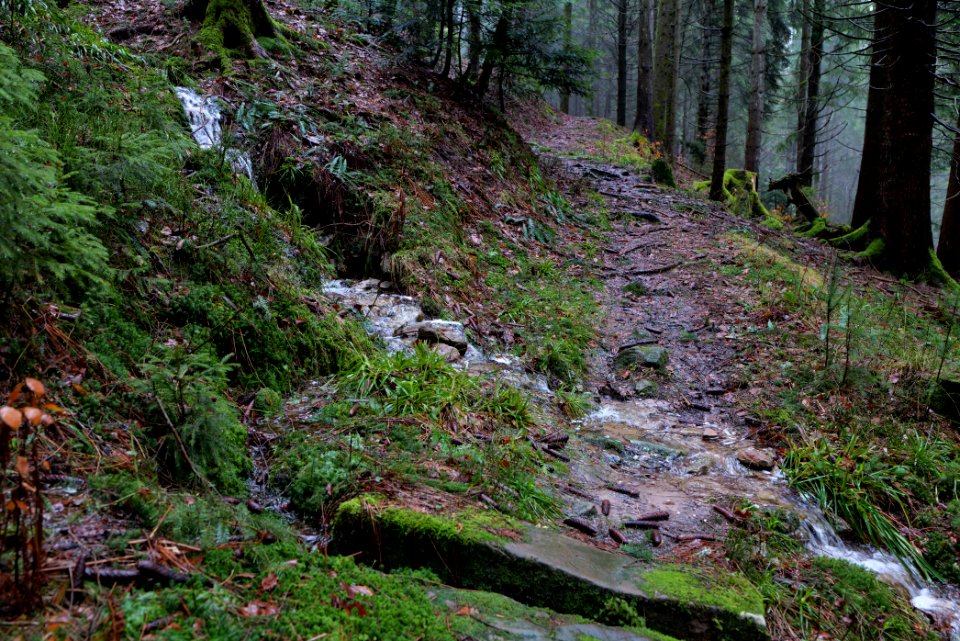 Trail in the Black Forest at north of Obertal Baiersbronn 2020-03-11 05