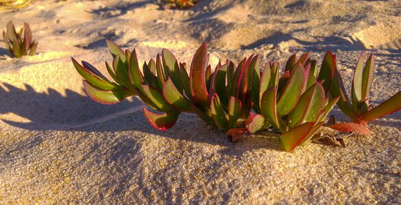 Beach sand wild plants