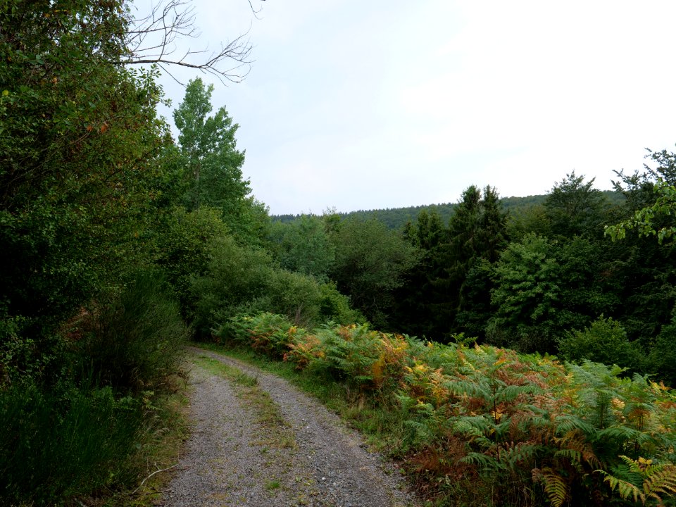 Trail in Erkensruhr valley near Leykaul 01