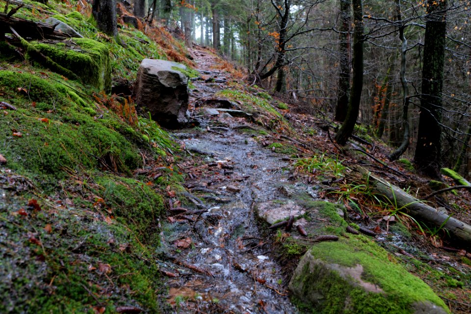 Trail in the Black Forest at north of Obertal Baiersbronn 2020-03-11 22