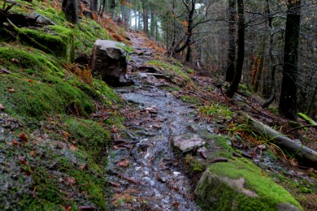 Trail in the Black Forest at north of Obertal Baiersbronn 2020-03-11 22
