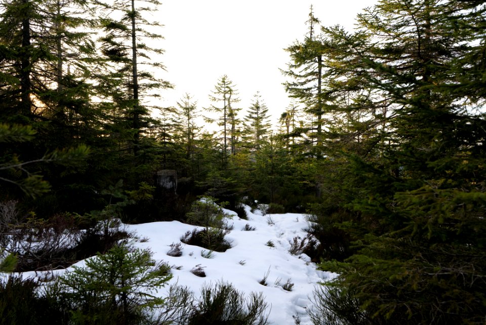 Trail on Hoher Ochsenkopf 2020-03-15 106