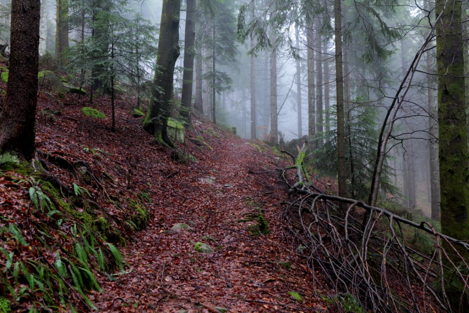 Trail in the Black Forest at north of Obertal Baiersbronn 2020-03-11 09