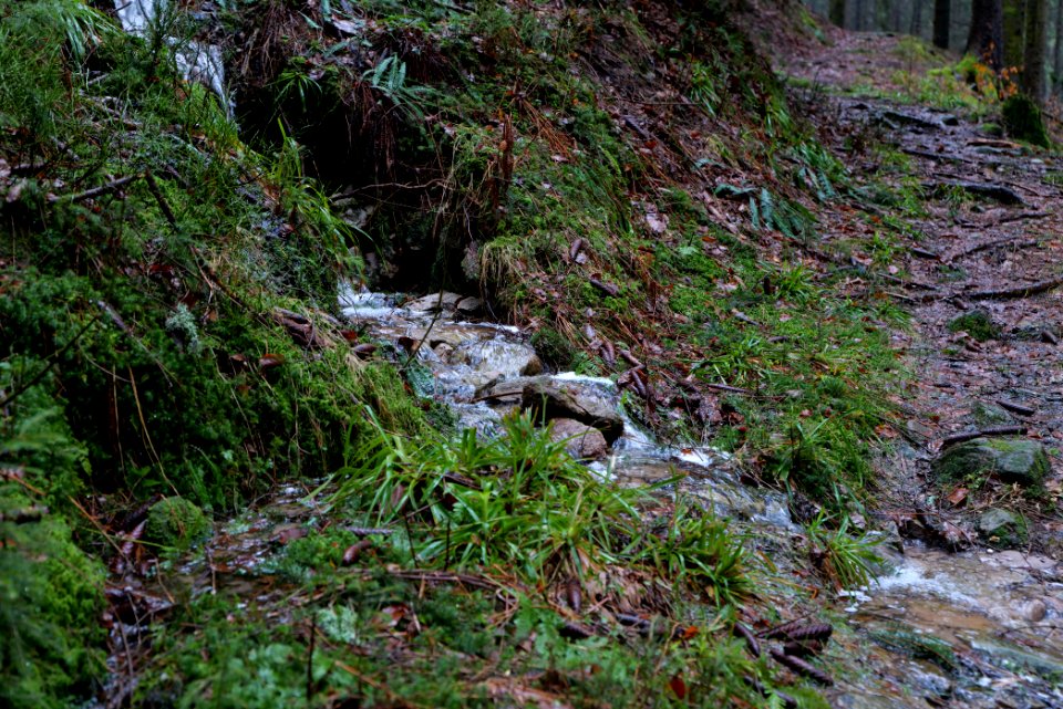 Trail in the Black Forest at north of Obertal Baiersbronn 2020-03-11 06