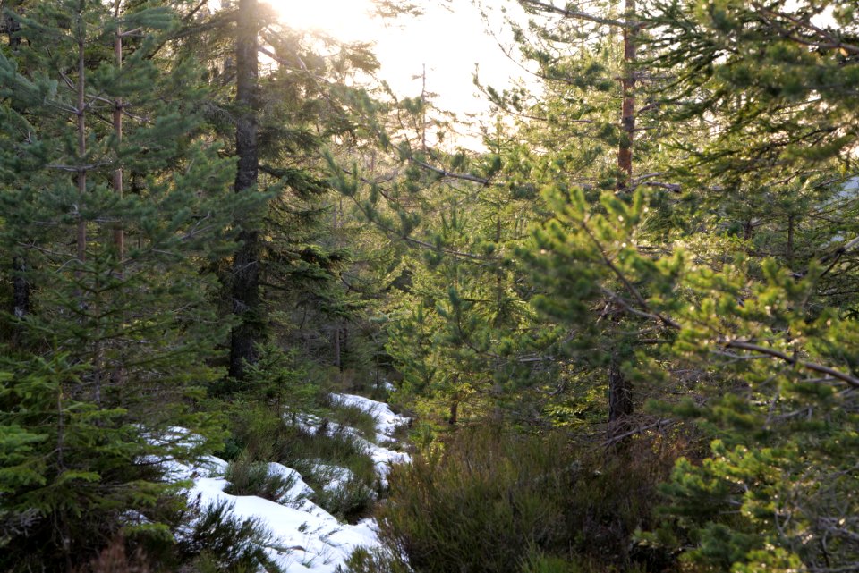 Trail on Hoher Ochsenkopf 2020-03-15 108