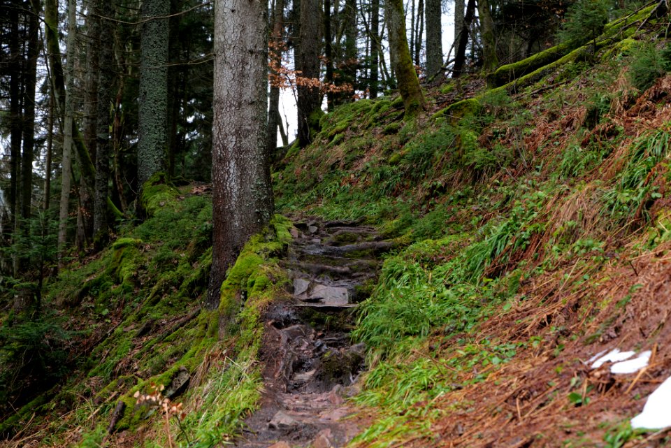 Trail to Sankenbach Waterfalls 2020-03-12 01