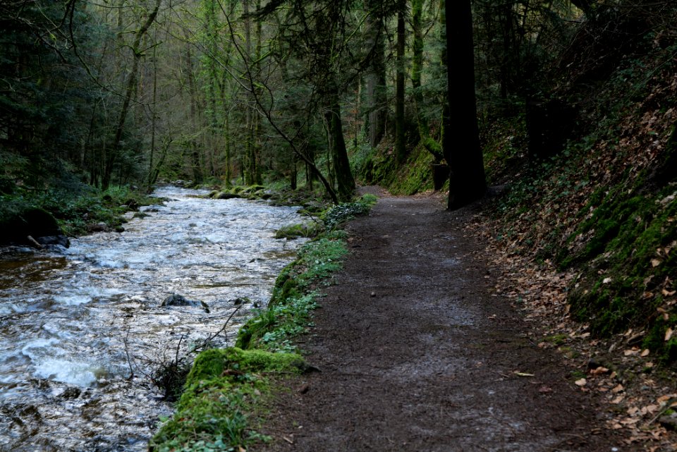 Trail next to Grobbach 2020-03-13 02