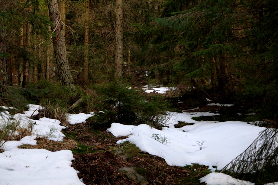 Trail on Hoher Ochsenkopf 2020-03-15 05
