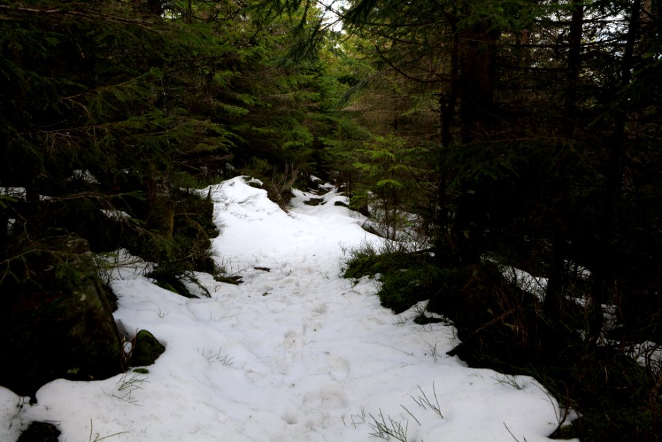 Trail on Hoher Ochsenkopf 2020-03-15 87