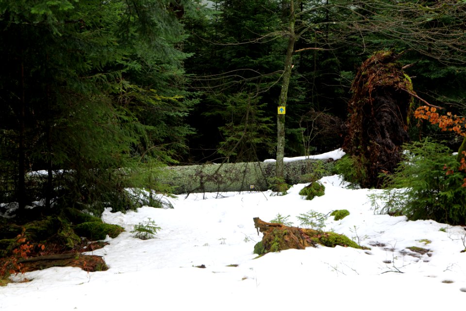Trail in the Black Forest at north of Obertal Baiersbronn 2020-03-11 55