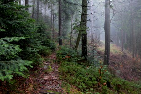 Trail in the Black Forest at north of Obertal Baiersbronn 2020-03-11 11