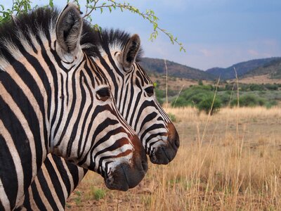 South africa animal world gauteng photo