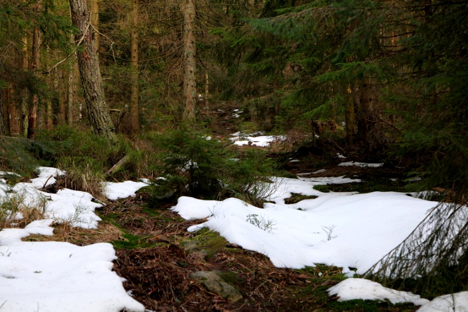 Trail on Hoher Ochsenkopf 2020-03-15 04
