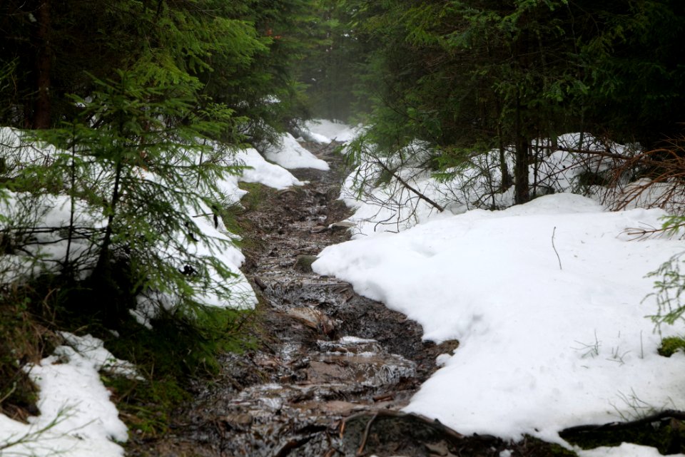 Trail in the Black Forest at north of Obertal Baiersbronn 2020-03-11 51
