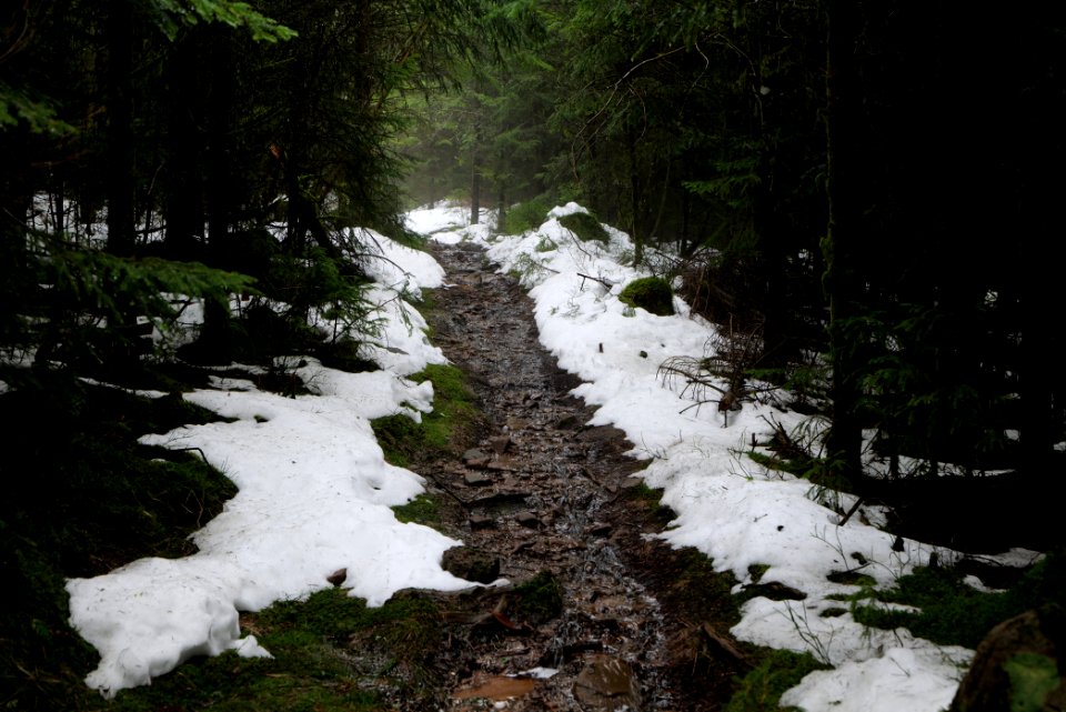 Trail in the Black Forest at north of Obertal Baiersbronn 2020-03-11 48