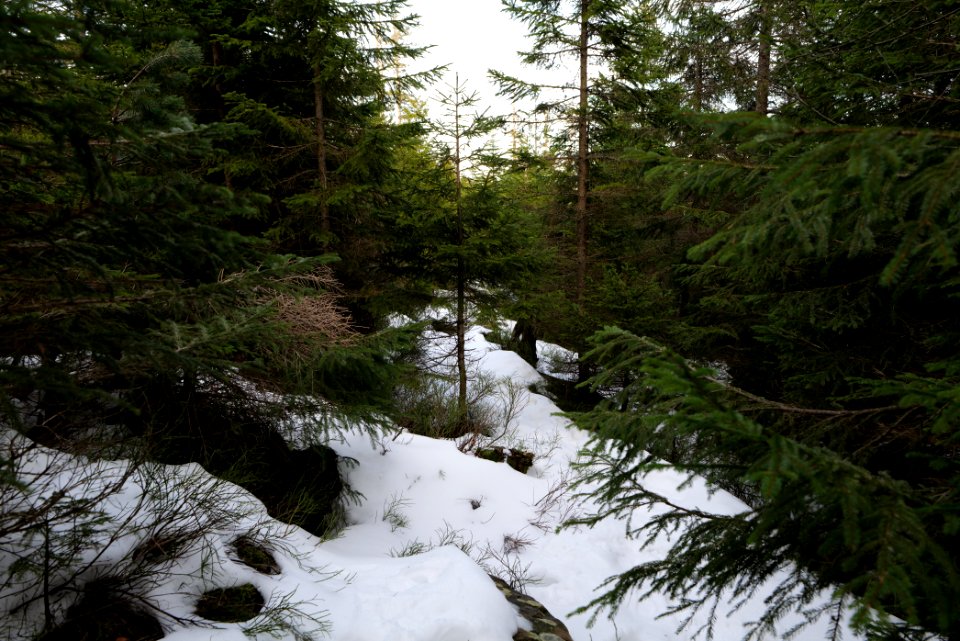 Trail on Hoher Ochsenkopf 2020-03-15 83