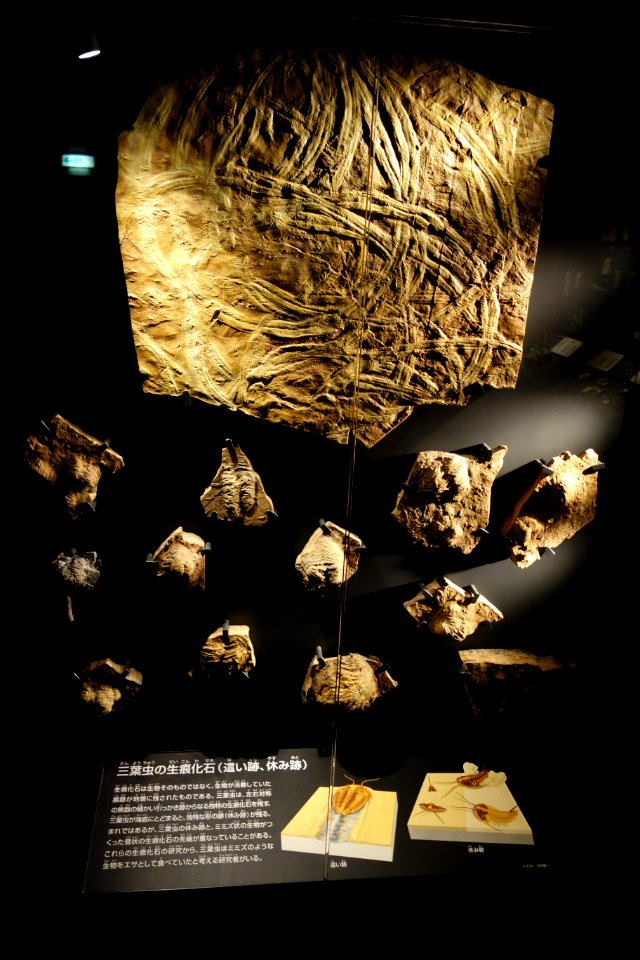 Trails - National Museum of Nature and Science, Tokyo - DSC07763
