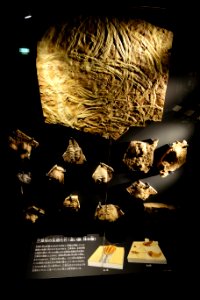 Trails - National Museum of Nature and Science, Tokyo - DSC07763