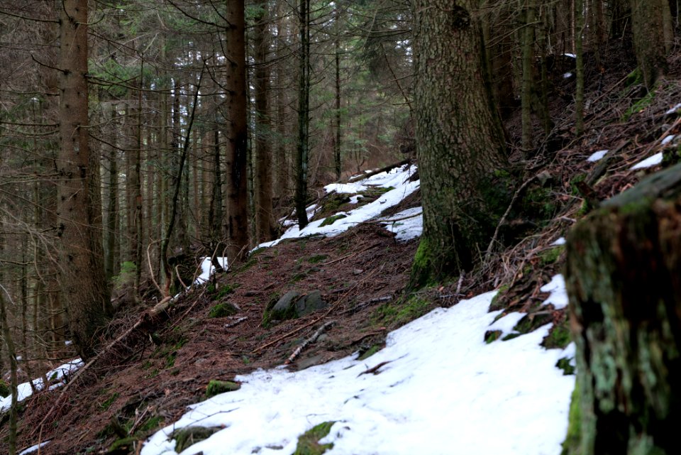 Trail on Hoher Ochsenkopf 2020-03-15 96