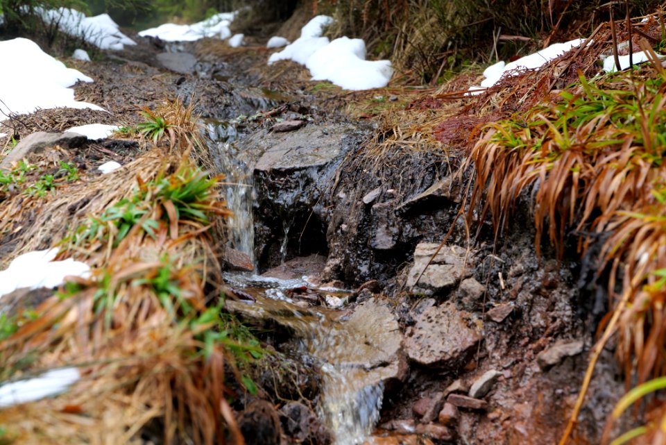 Trail in the Black Forest at north of Obertal Baiersbronn 2020-03-11 37