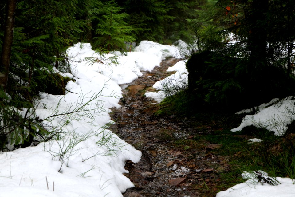 Trail in the Black Forest at north of Obertal Baiersbronn 2020-03-11 52