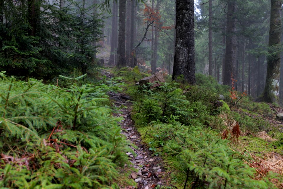 Trail in the Black Forest at north of Obertal Baiersbronn 2020-03-11 14