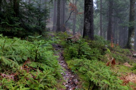 Trail in the Black Forest at north of Obertal Baiersbronn 2020-03-11 14