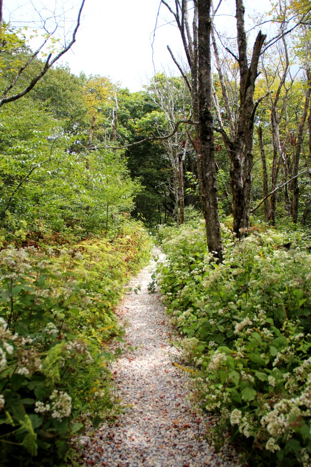 Trail on Hooper Bald, Sept 2019 4