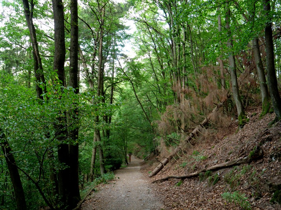 Trail from Urfttalsperre to Dreiborner Hochfläche in September 2019 06