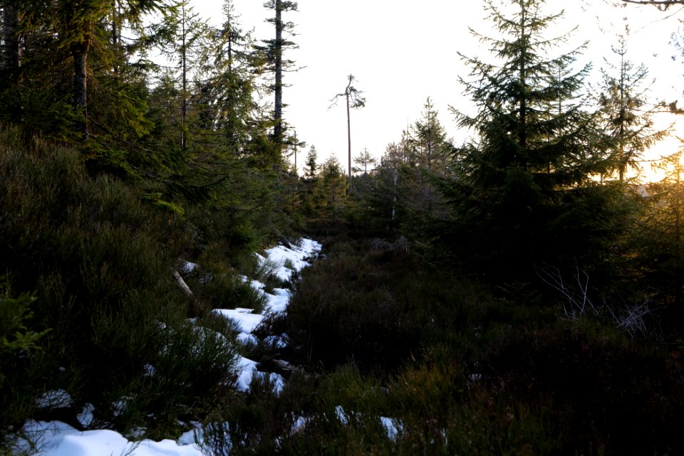 Trail on Hoher Ochsenkopf 2020-03-15 131