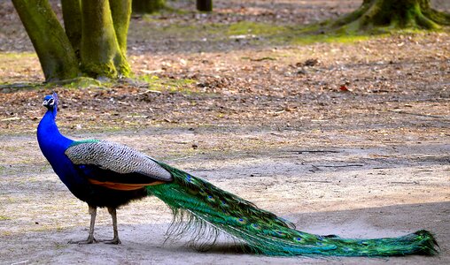 Blue peacock feathers pride photo
