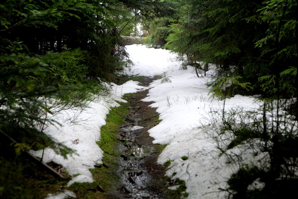 Trail in the Black Forest at north of Obertal Baiersbronn 2020-03-11 53