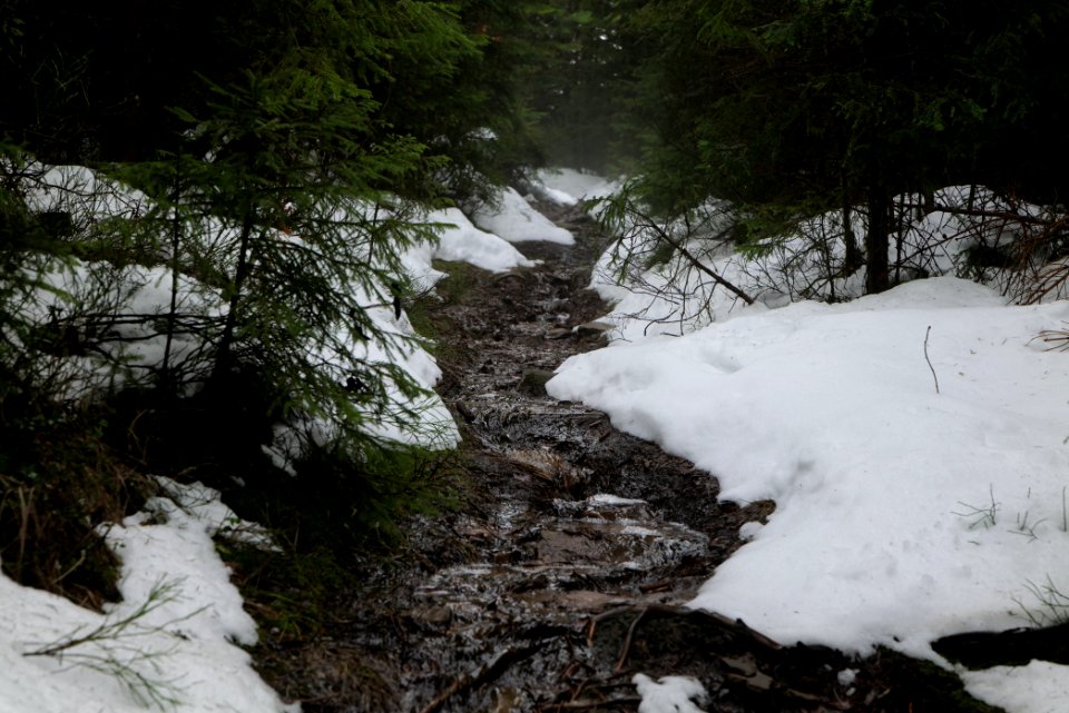 Trail in the Black Forest at north of Obertal Baiersbronn 2020-03-11 50