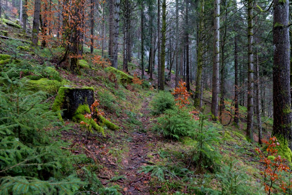 Trail in the Black Forest at north of Obertal Baiersbronn 2020-03-11 03