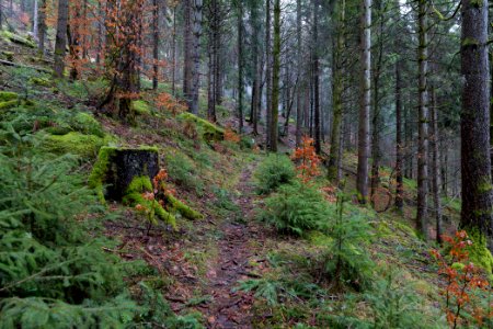 Trail in the Black Forest at north of Obertal Baiersbronn 2020-03-11 03
