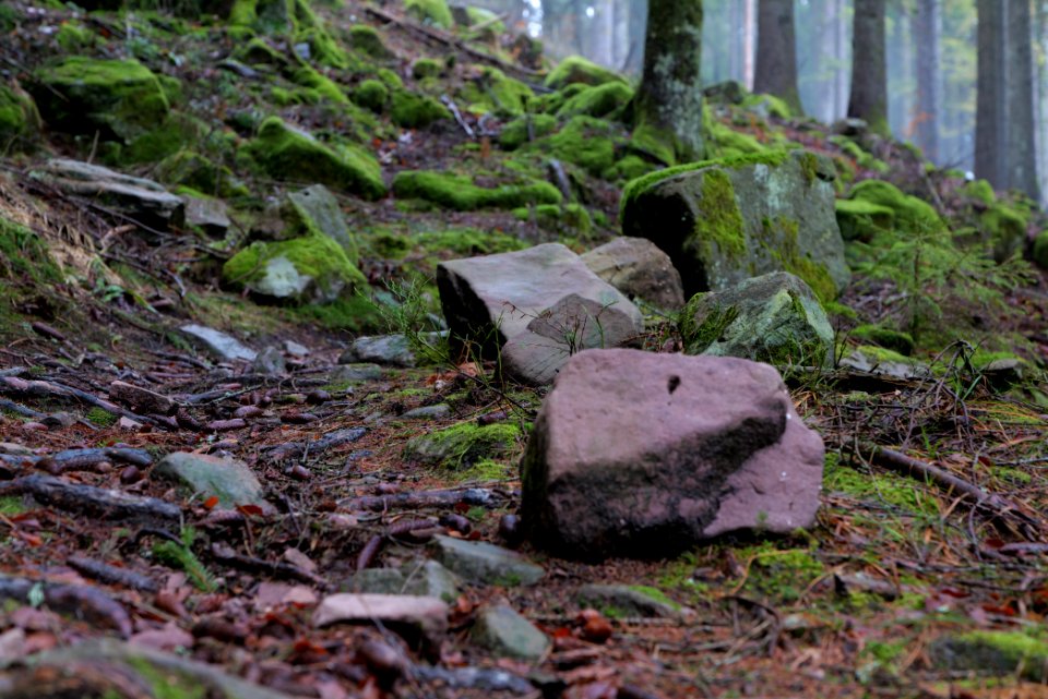 Trail in the Black Forest at north of Obertal Baiersbronn 2020-03-11 19