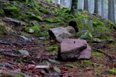 Trail in the Black Forest at north of Obertal Baiersbronn 2020-03-11 19