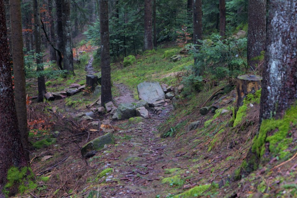 Trail in the Black Forest at north of Obertal Baiersbronn 2020-03-11 17