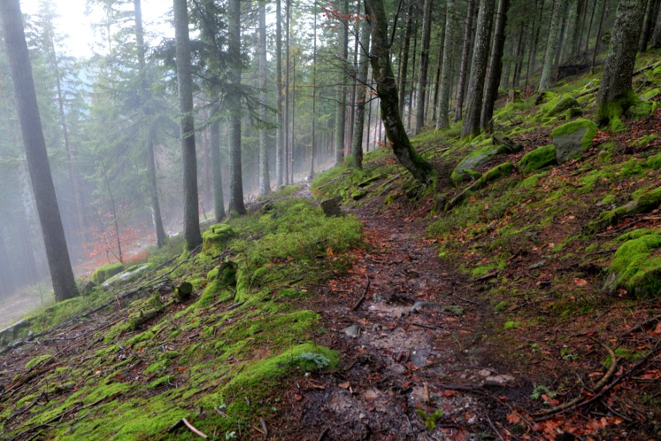 Trail in the Black Forest at north of Obertal Baiersbronn 2020-03-11 29