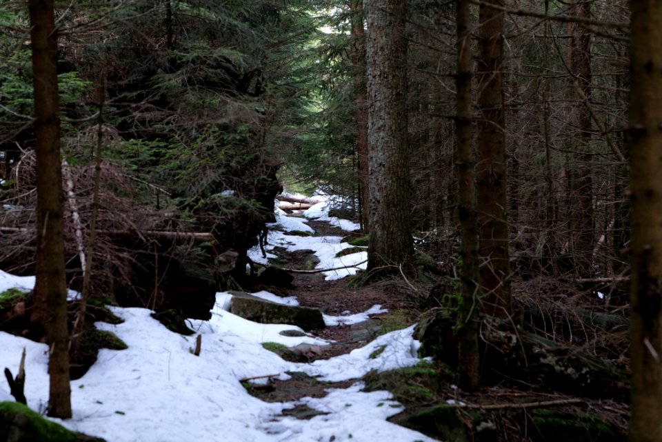 Trail on Hoher Ochsenkopf 2020-03-15 91