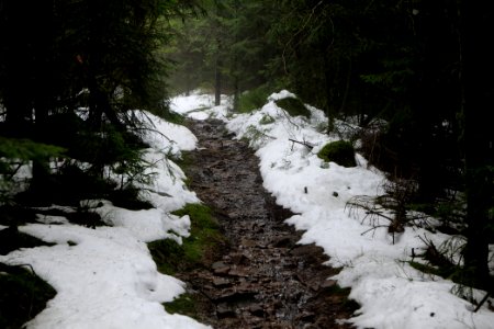 Trail in the Black Forest at north of Obertal Baiersbronn 2020-03-11 49