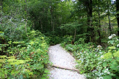 Trail on Hooper Bald, Sept 2019 2