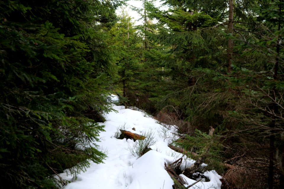 Trail on Hoher Ochsenkopf 2020-03-15 81