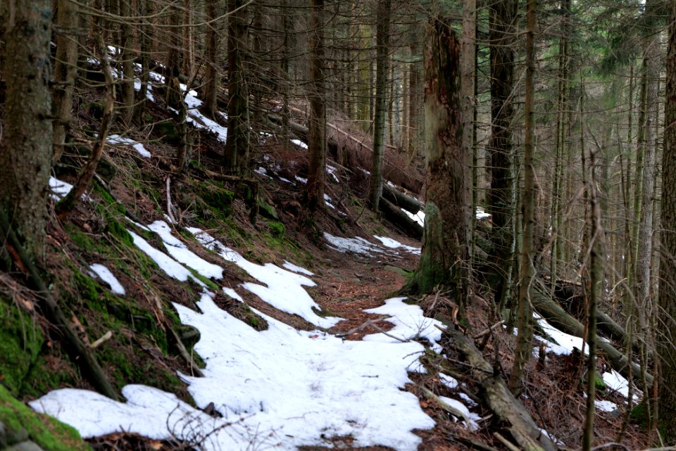 Trail on Hoher Ochsenkopf 2020-03-15 97