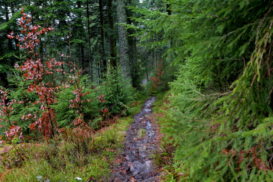 Trail in the Black Forest at north of Obertal Baiersbronn 2020-03-11 36